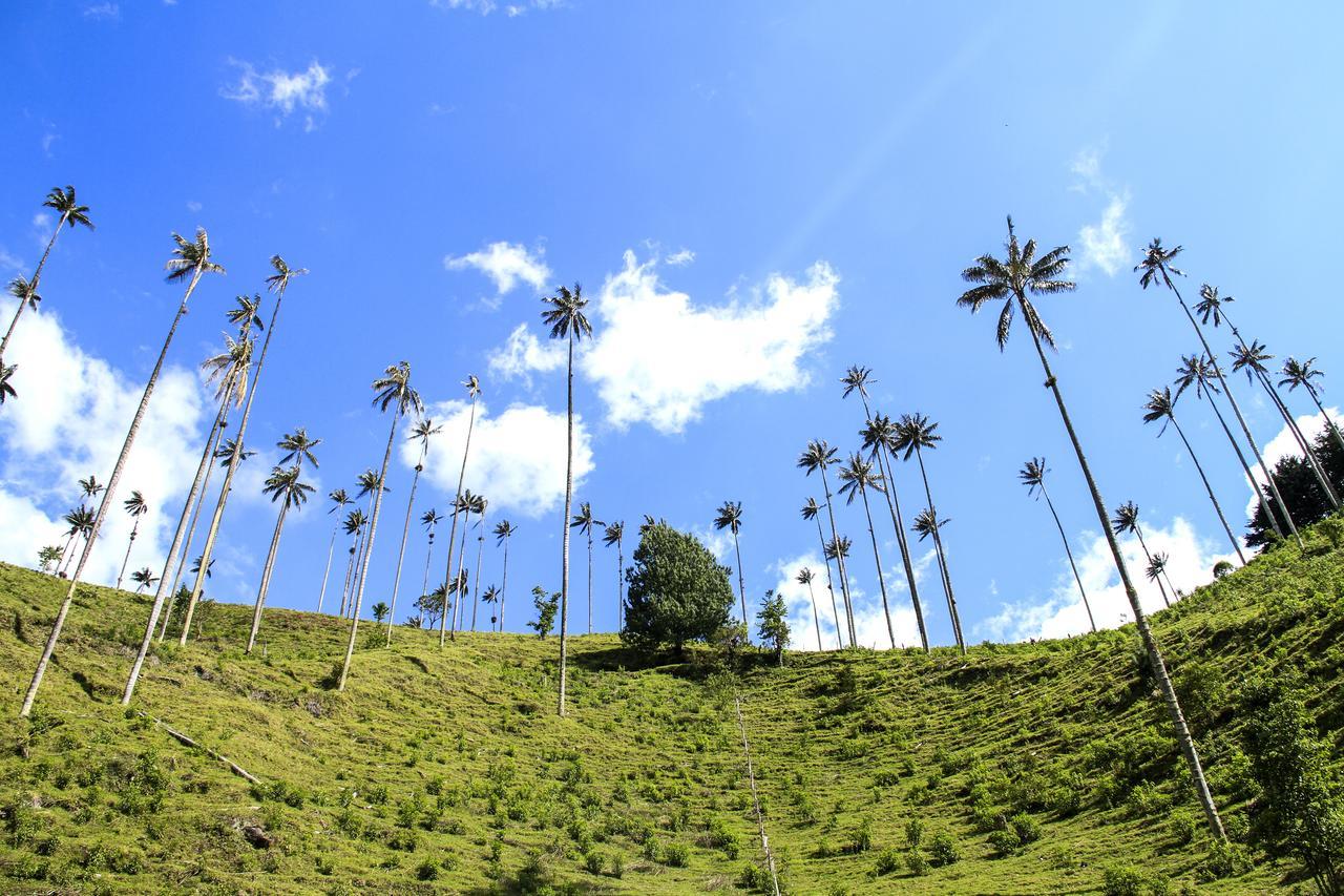 Palmas De Cocora Vendégház Salento Kültér fotó